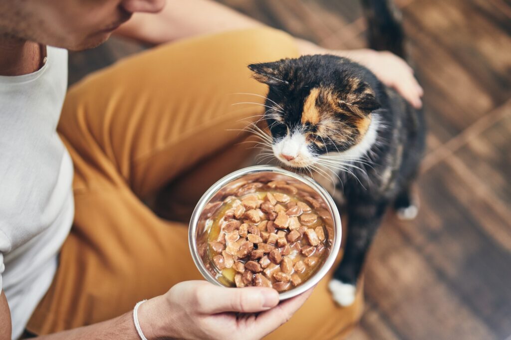 Que faut-il ajouter aux aliments pour chats ?