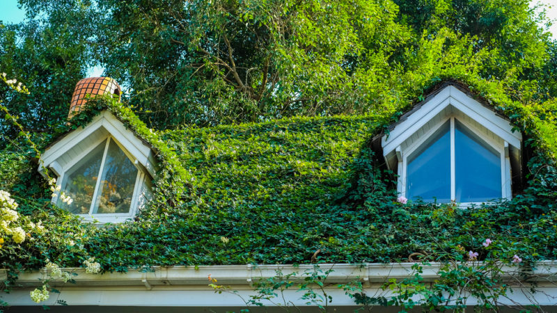 Pourquoi la végétation excessive sur les toitures peut-elle causer des fuites?