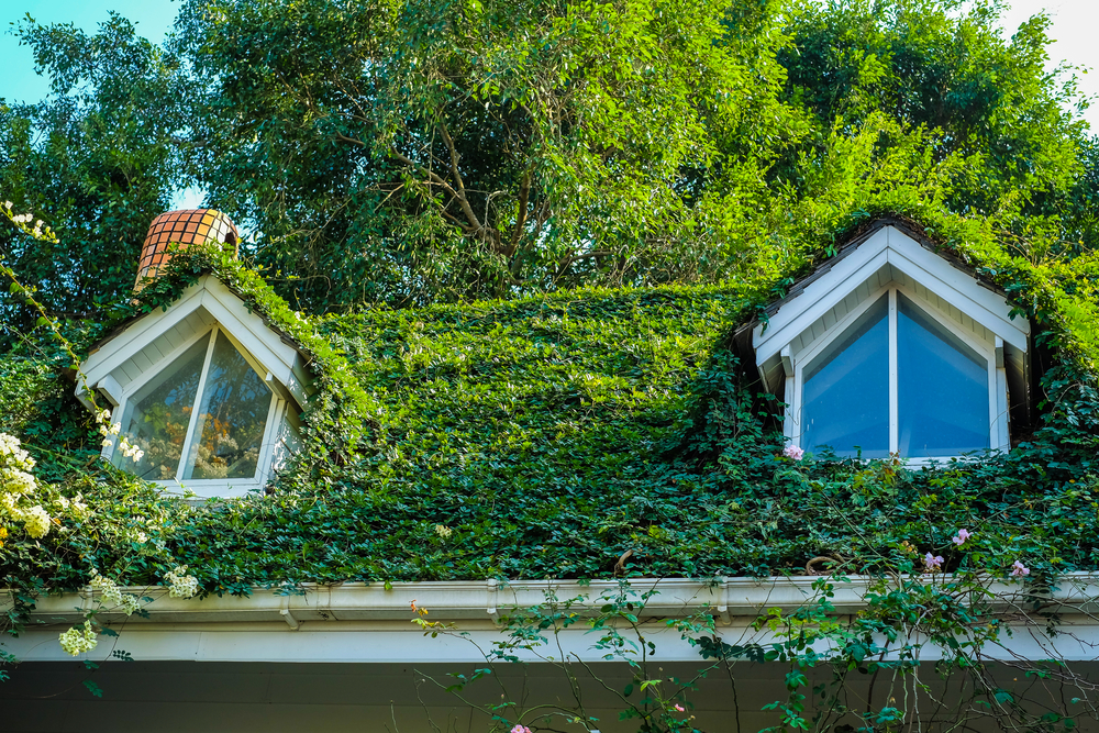 Pourquoi la végétation excessive sur les toitures peut-elle causer des fuites?