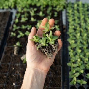 Comment un Paysagiste 95 aménage-t-il un petit jardin ?