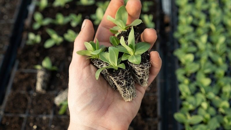 Comment un Paysagiste 95 aménage-t-il un petit jardin ?