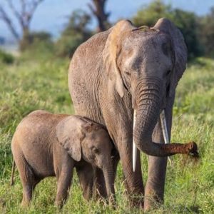 Comment développer son regard grâce à la photographie animaux sauvages sur le terrain ?