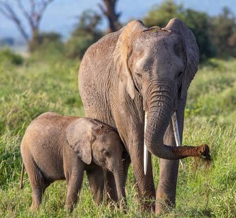 Comment développer son regard grâce à la photographie animaux sauvages sur le terrain ?